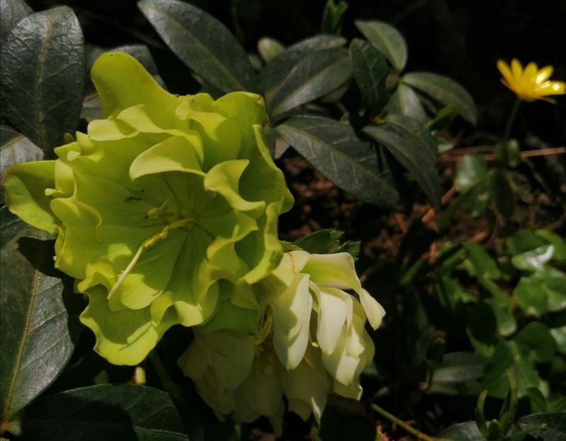 - Spânz helleborus 2020