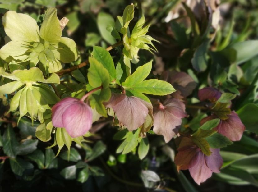  - Spânz helleborus 2020