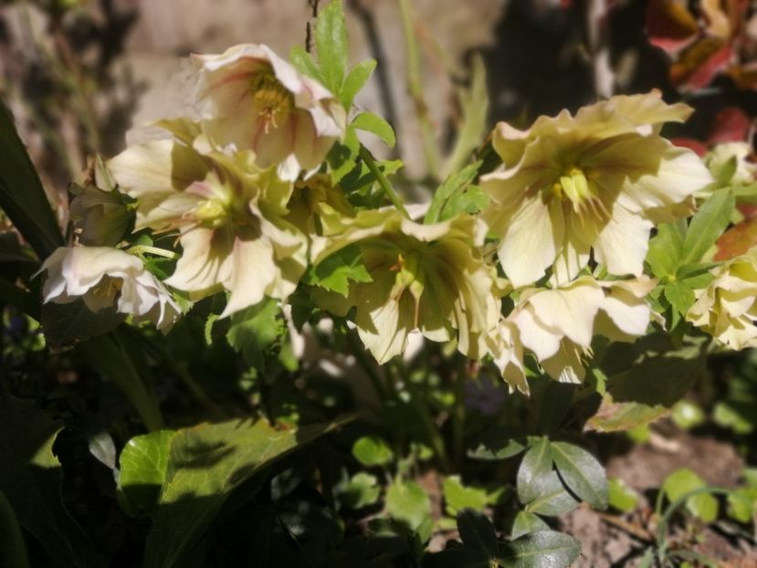  - Spânz helleborus 2020