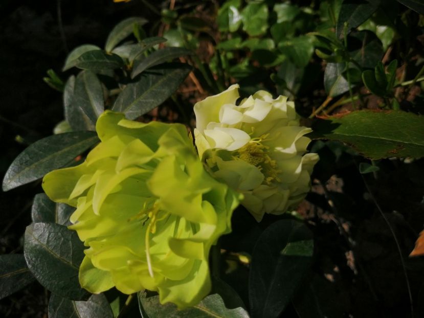  - Spânz helleborus 2020