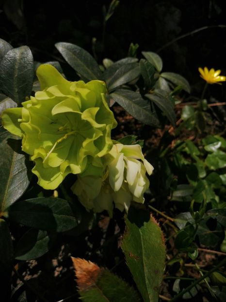  - Spânz helleborus 2020