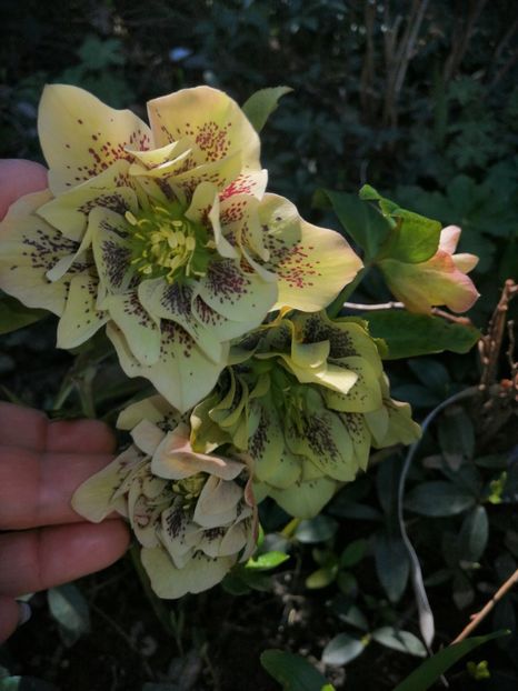  - Spânz helleborus 2020