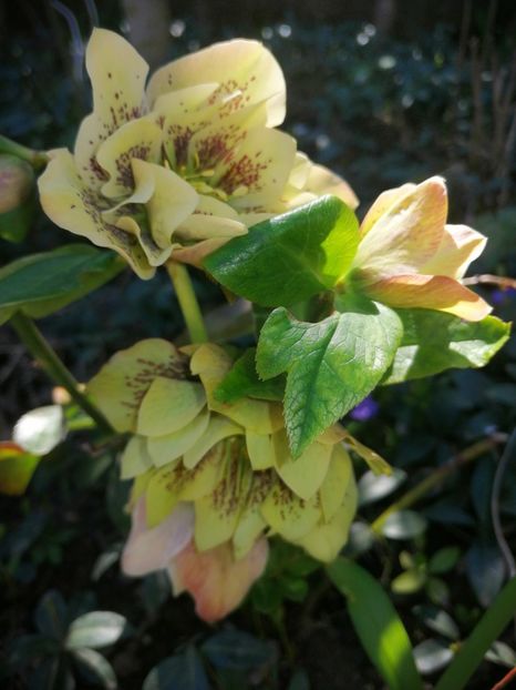  - Spânz helleborus 2020