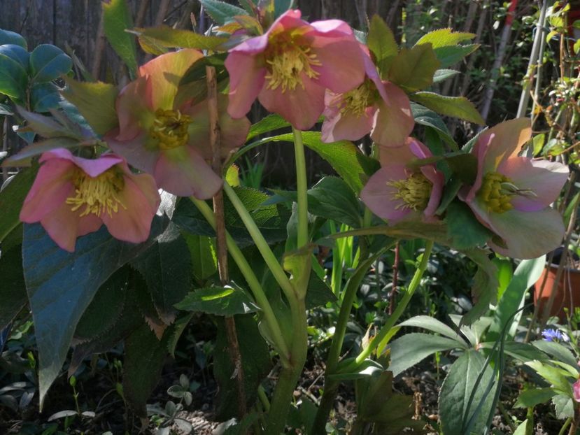  - Spânz helleborus 2020
