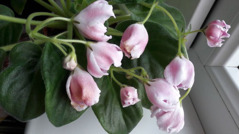 - RM Magic Tulip