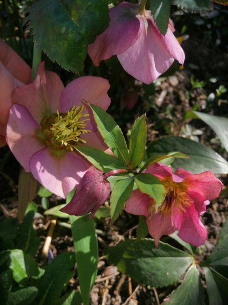  - Spânz helleborus 2020