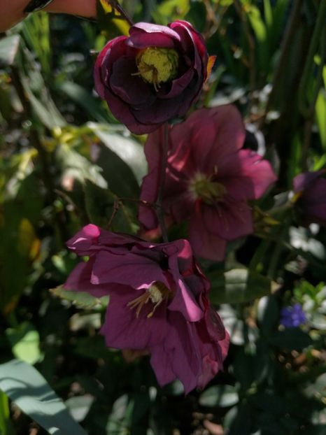  - Spânz helleborus 2020