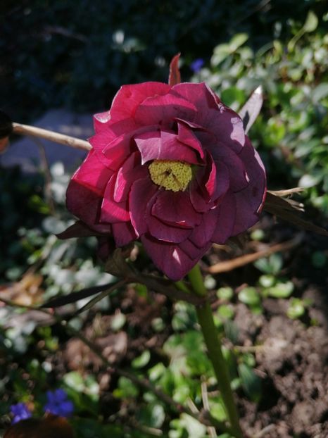  - Spânz helleborus 2020