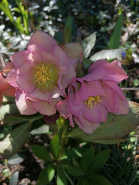  - Spânz helleborus 2020