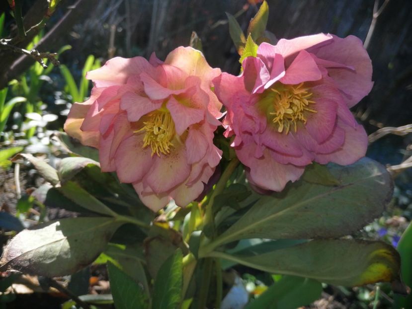  - Spânz helleborus 2020