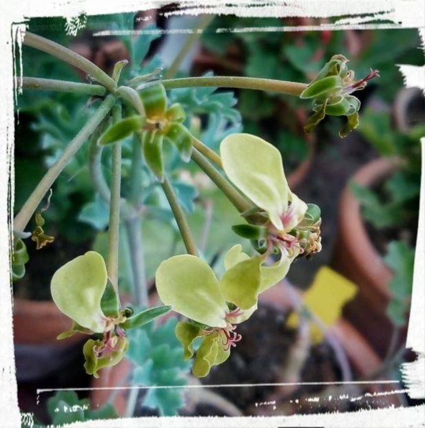 Pelargonium gibossum - Muscate P