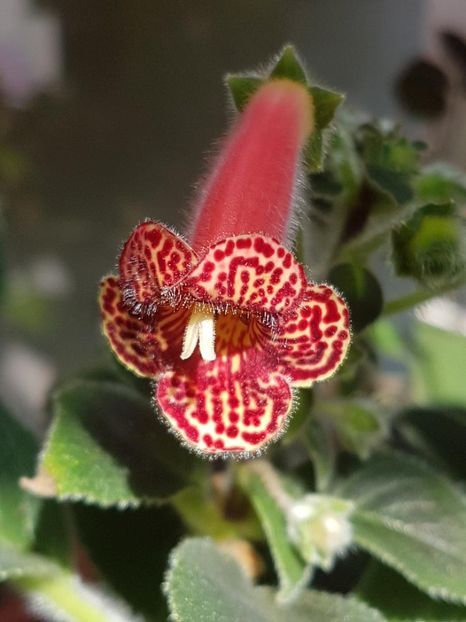 Yf,s Emma - KOHLERIA 2020