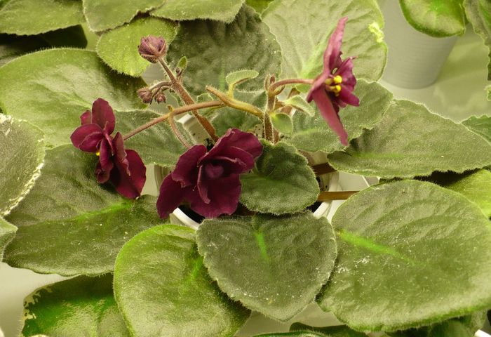 P1210776 - Violete africane 2010 -AV