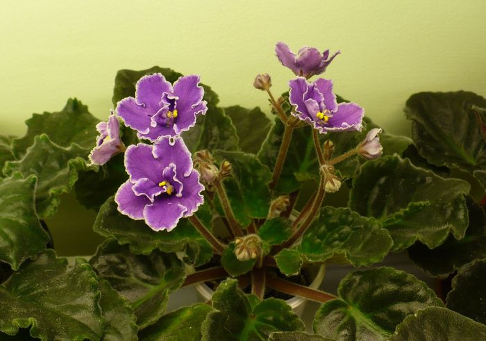 P1210781 - Violete africane 2010 -AV