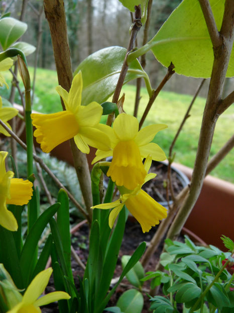  - 2020 - 01 - Primavara