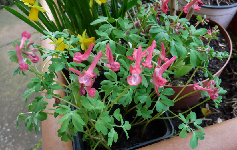  - 2020 - 01 - Primavara