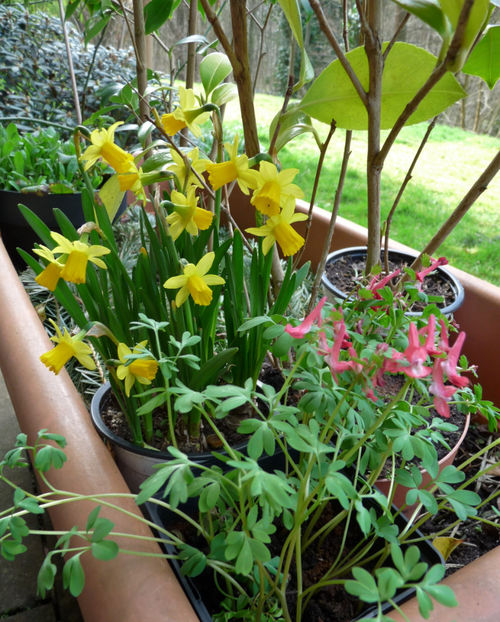  - 2020 - 01 - Primavara