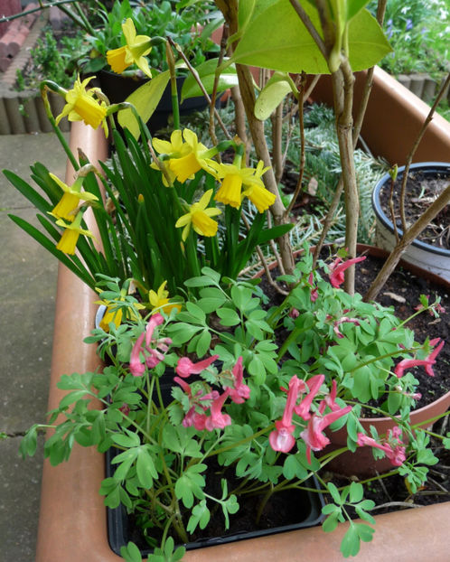  - 2020 - 01 - Primavara