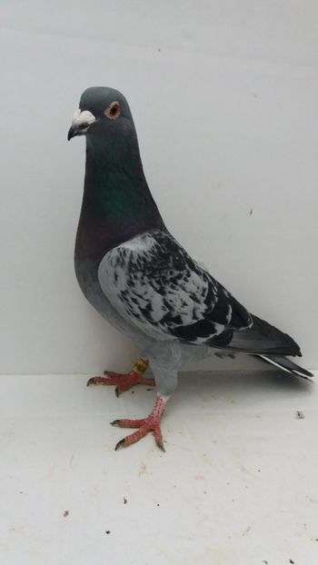 M 2015 vandut - De! voiajori vanduti