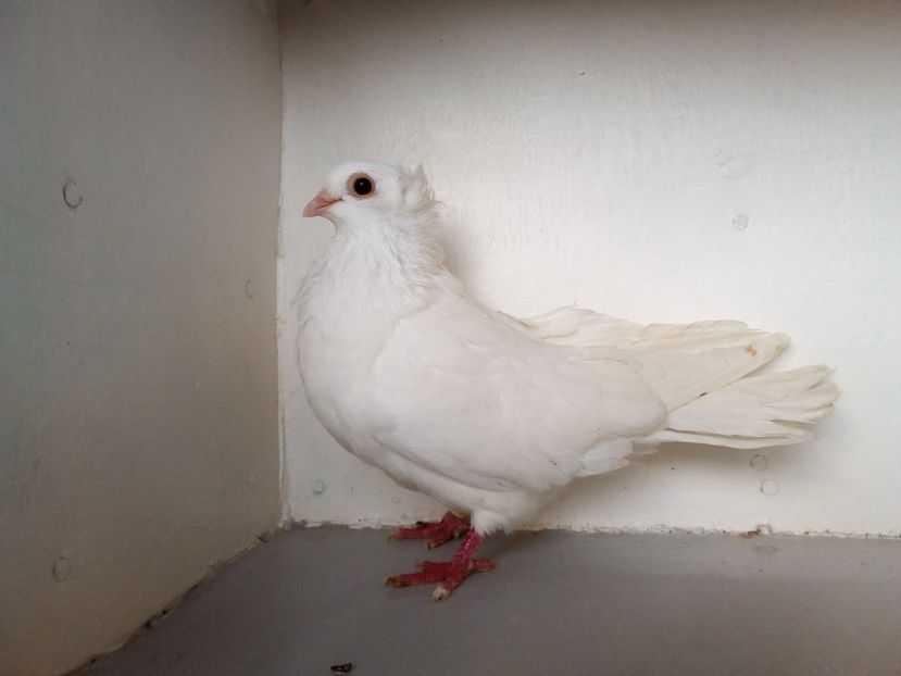  - PORUMBEI CARE MI AU APARTINUT