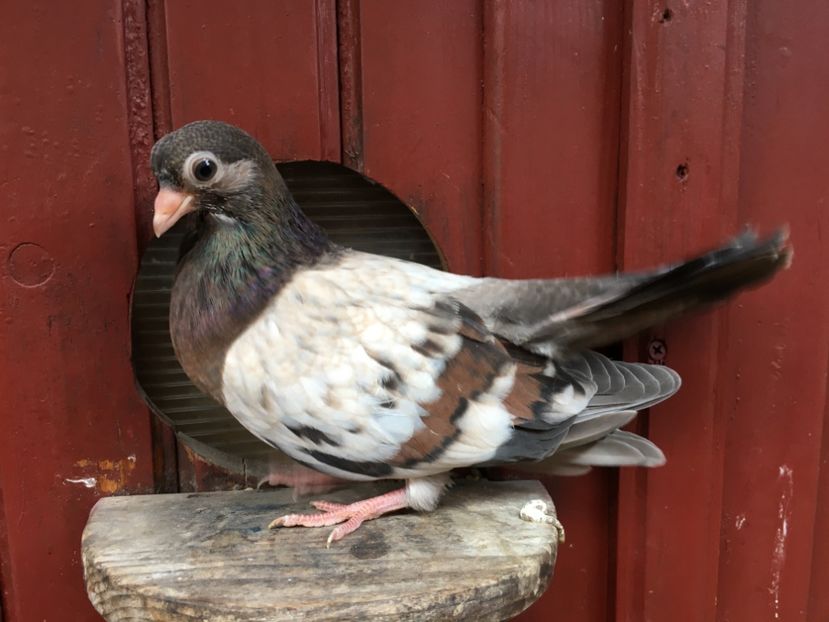 03778811-ECF7-4C49-A781-BACF5A3A63B2 - Plumburii 2020