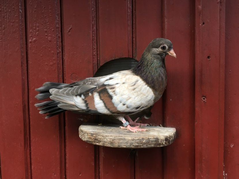 E03FFA5F-D2A5-4525-AC1F-2F262B5DCA9B - Plumburii 2020