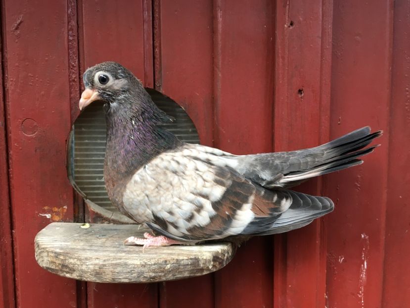 1122E2D5-31D2-448A-8B8A-0BCBAD35CBEF - Plumburii 2020