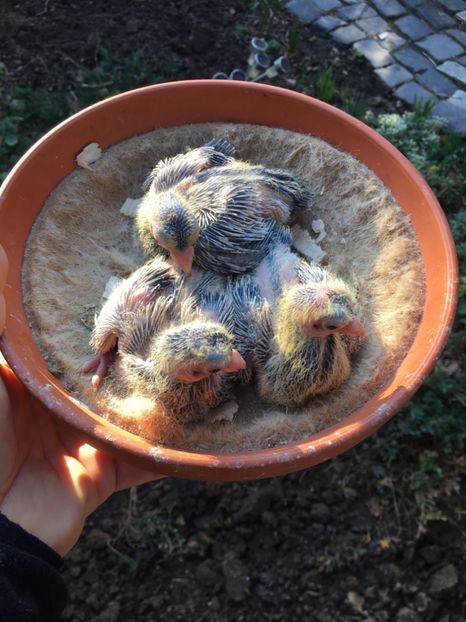 93C9F92F-FFE4-49C2-8B7A-173BAA5D0062 - Plumburii 2020