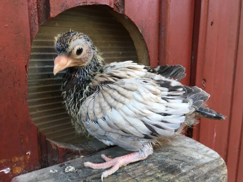 7D285368-422C-4AA5-9AED-8D251C2A92F9 - Plumburii 2020