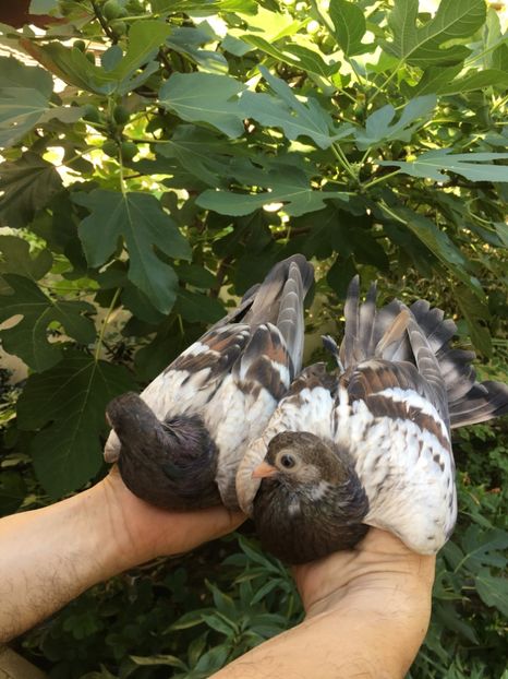 179788FE-CFE0-4A1B-9765-E6D4569F2EE7 - Zburator dungat romanesc