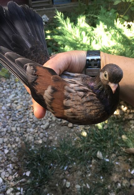 B13C5EE4-5EF9-4F4F-96E2-67BBEFB00B34 - Zburator dungat romanesc