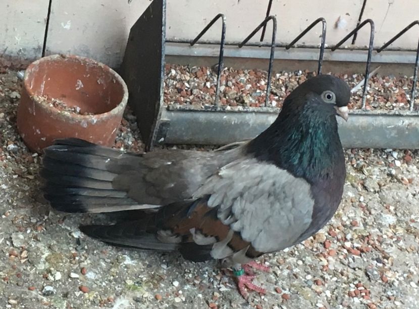 0B29A6D9-A20D-47A0-9E83-CB36918C1C92 - Zburator dungat romanesc