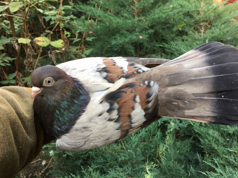 3B482727-9BF1-449E-A4B6-9D49CA3FAD75 - Zburator dungat romanesc