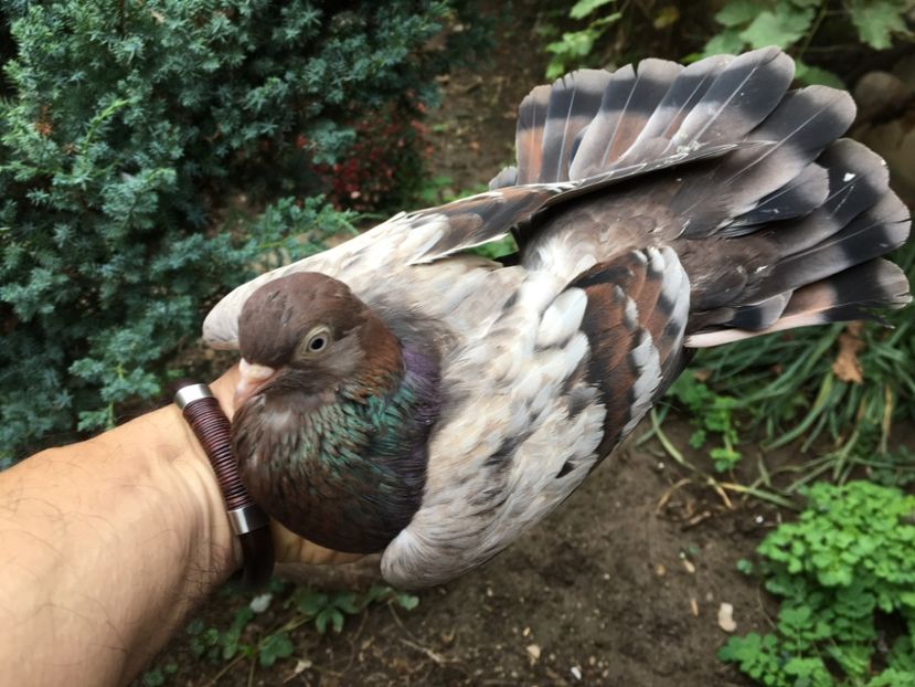 4A24470C-139B-4057-936D-669EF9234187 - Zburator dungat romanesc