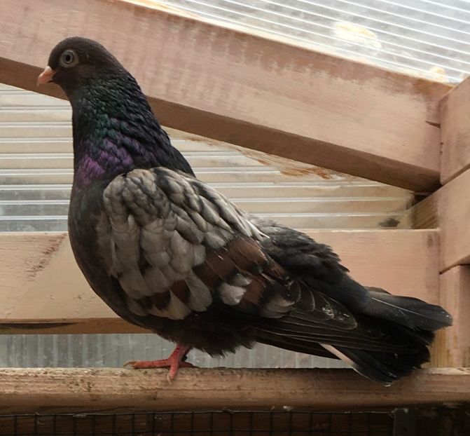 B7D3D84E-953D-4F0C-9934-9E7D3BB64CDD - Zburator dungat romanesc