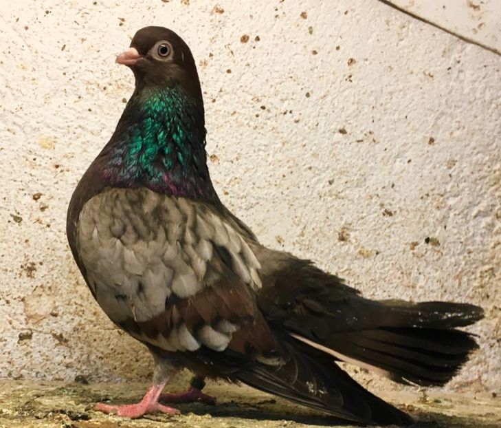 F3E58B8D-E1C7-41B2-AFCE-A44A6AB26F72 - Zburator dungat romanesc