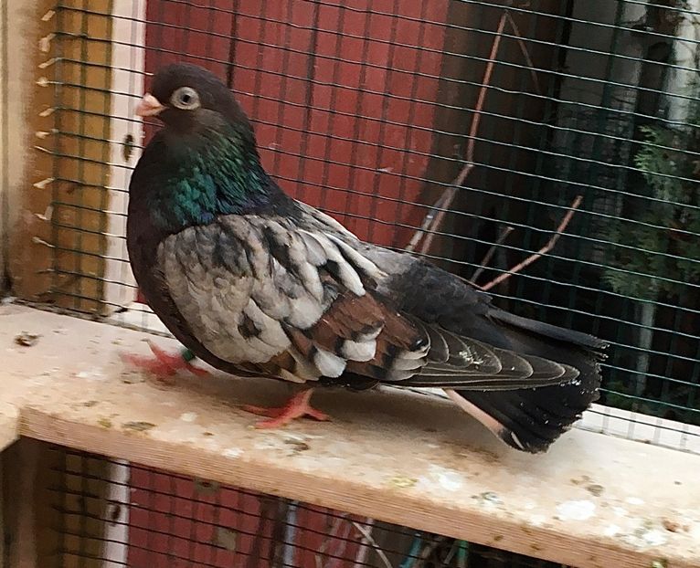 A77C5AD3-8E6F-485B-9083-C7A1B86CEA53 - Zburator dungat romanesc