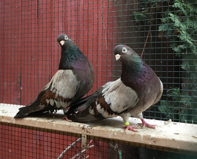 1630C726-15E3-4445-81B0-A6CD90823A35 - Zburator dungat romanesc