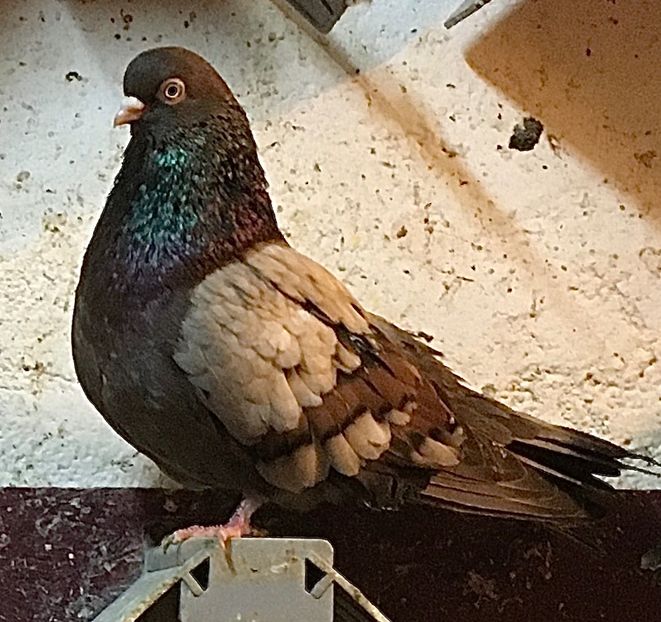 9C5FC355-3C0D-43AE-955C-184AF4CE05DA - Zburator dungat romanesc