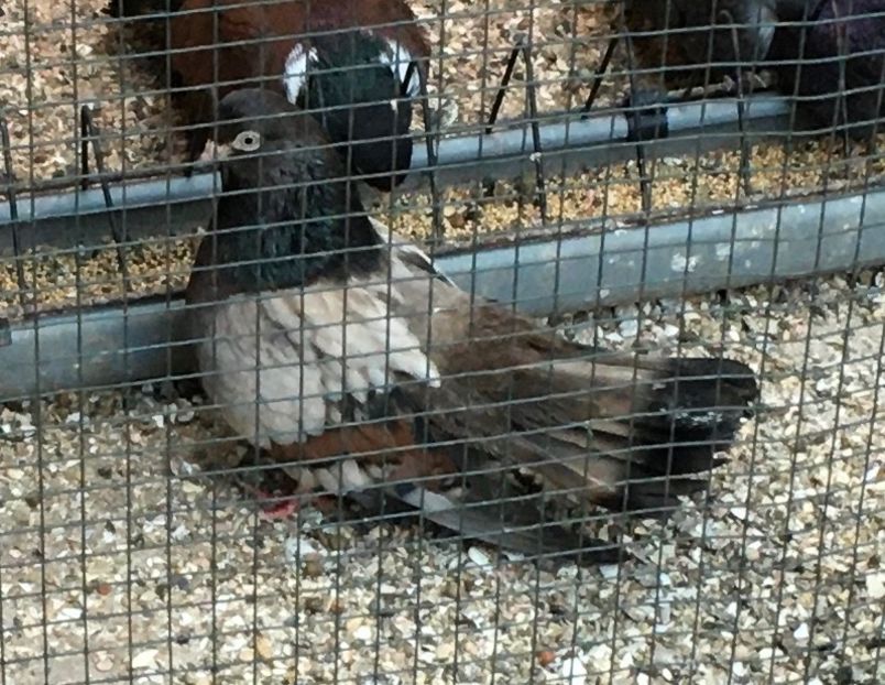 B7609231-FDD4-40BD-B259-3F069B38AF7C - Zburator dungat romanesc