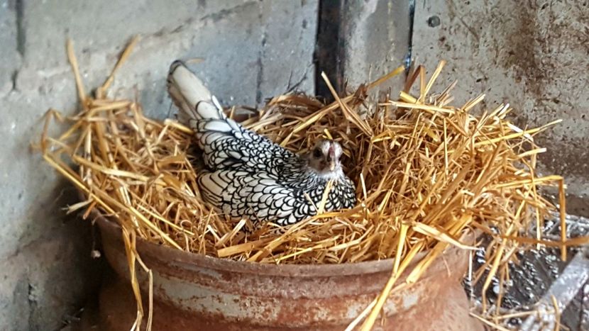 Fetele la... - sebright argintiu matca 2020