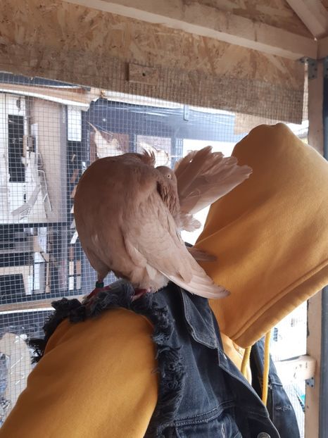  - Voltati galbeni Almond linia Noua