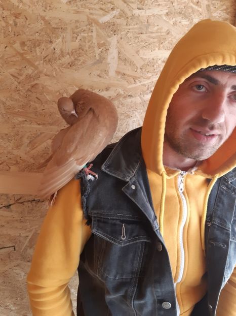 - Voltati galbeni Almond linia Noua