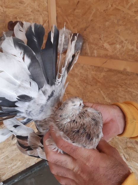  - Voltati galbeni Almond linia Noua