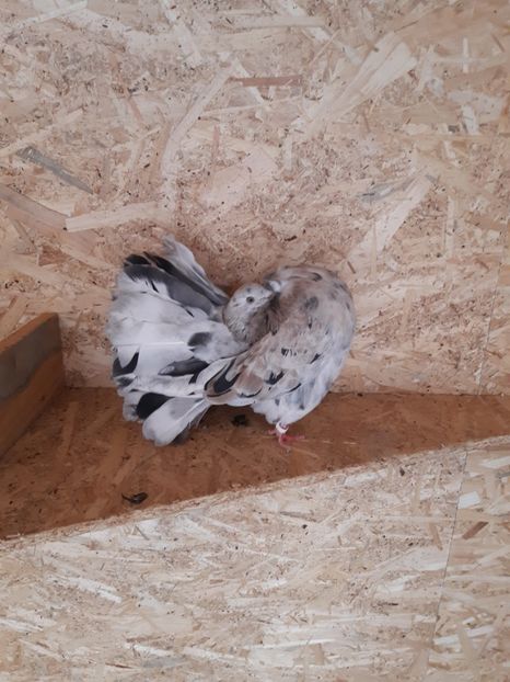  - Voltati galbeni Almond linia Noua