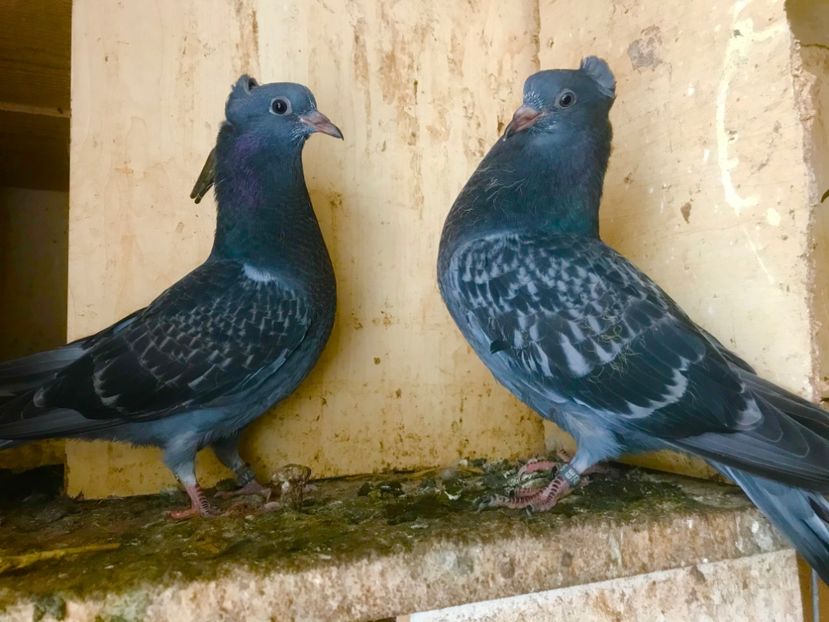 5F9A062C-522F-46EE-8329-BD0FACA4F771 - Pui Zburator Beograd