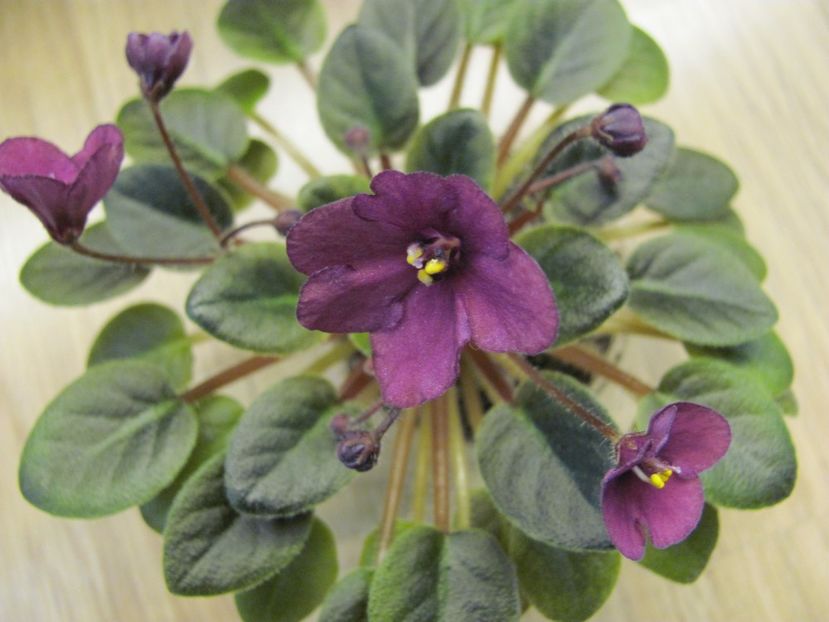  - ZZSensational Sandra