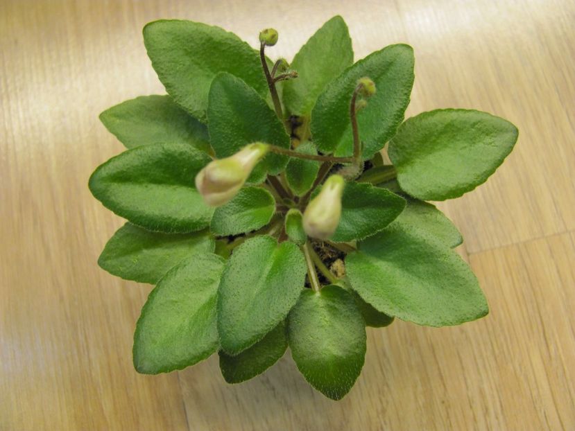  - Morgan s Sweet Patootie