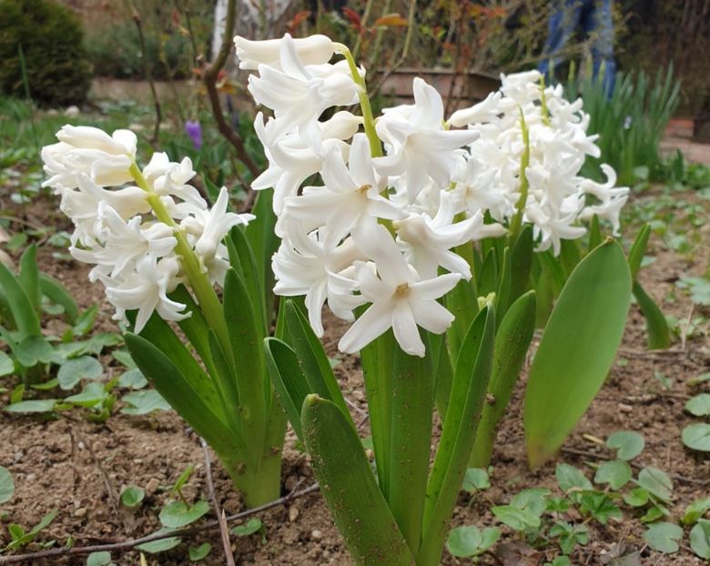 Aiolles - 2020 Martie