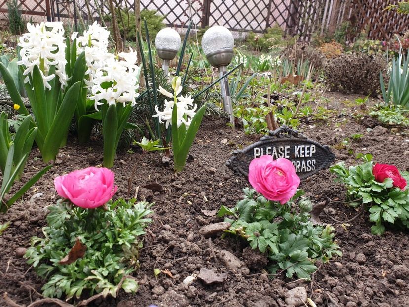 White Pearl si Ranunculus - 2020 Zambile
